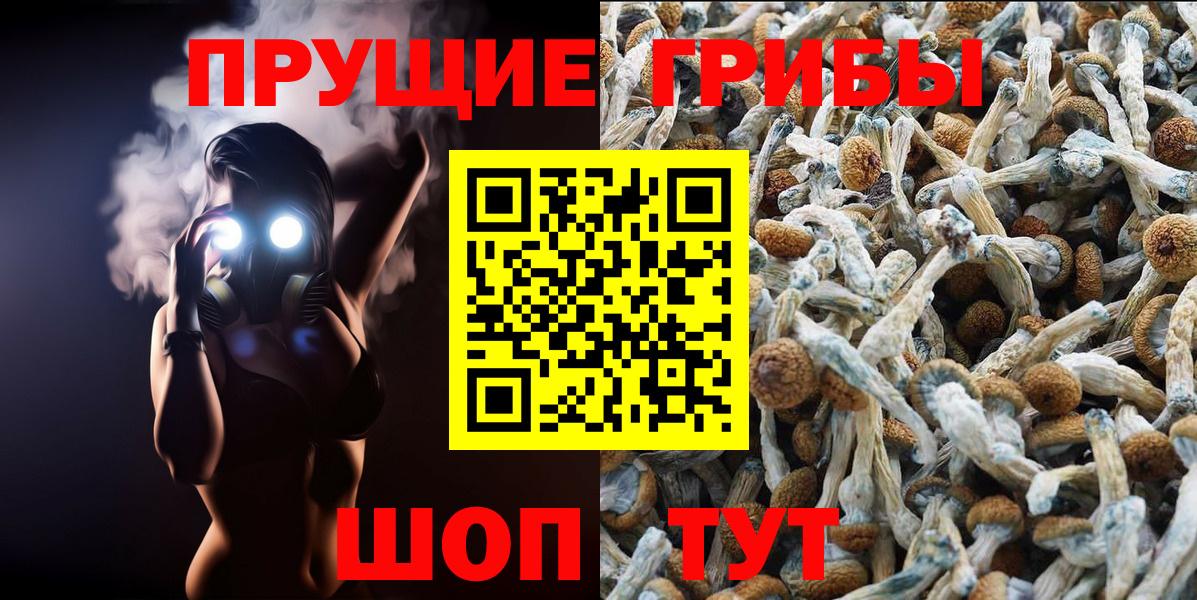 Псилоцибиновые грибы Psilocybine cubensis  Выборг 